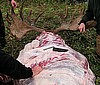 Skinning a moose